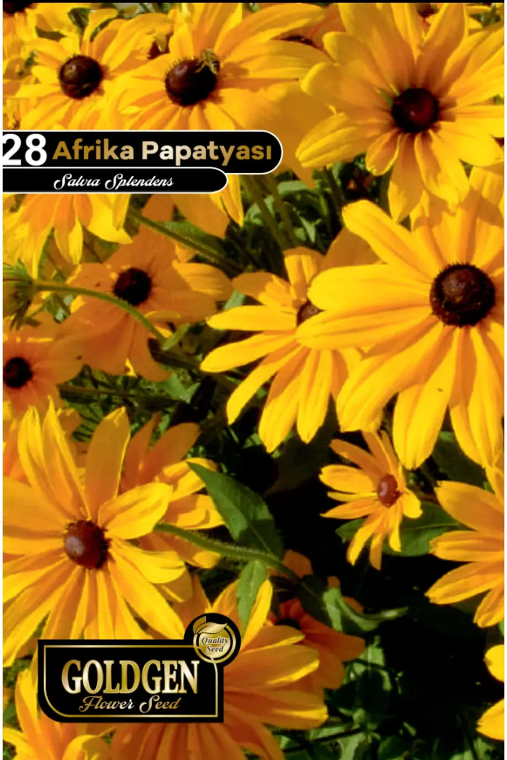 Afrika Papatyası Tohumu