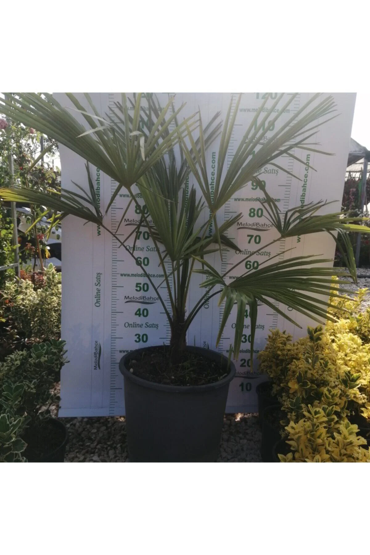 Ağacı (chamaerops Excelsa) Ağacı (chamaerops Excelsa) - Görsel 2