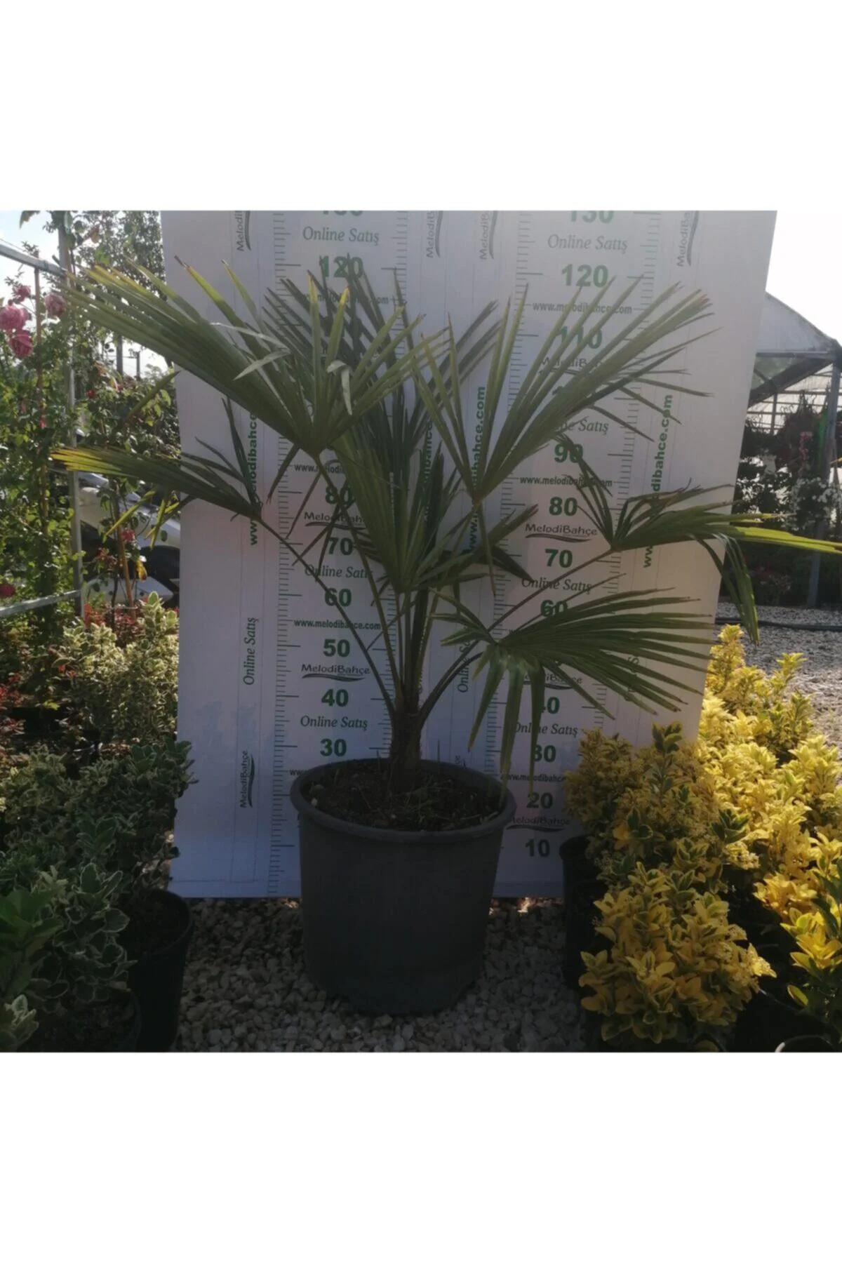 Ağacı (chamaerops Excelsa) Ağacı (chamaerops Excelsa) - Görsel 3
