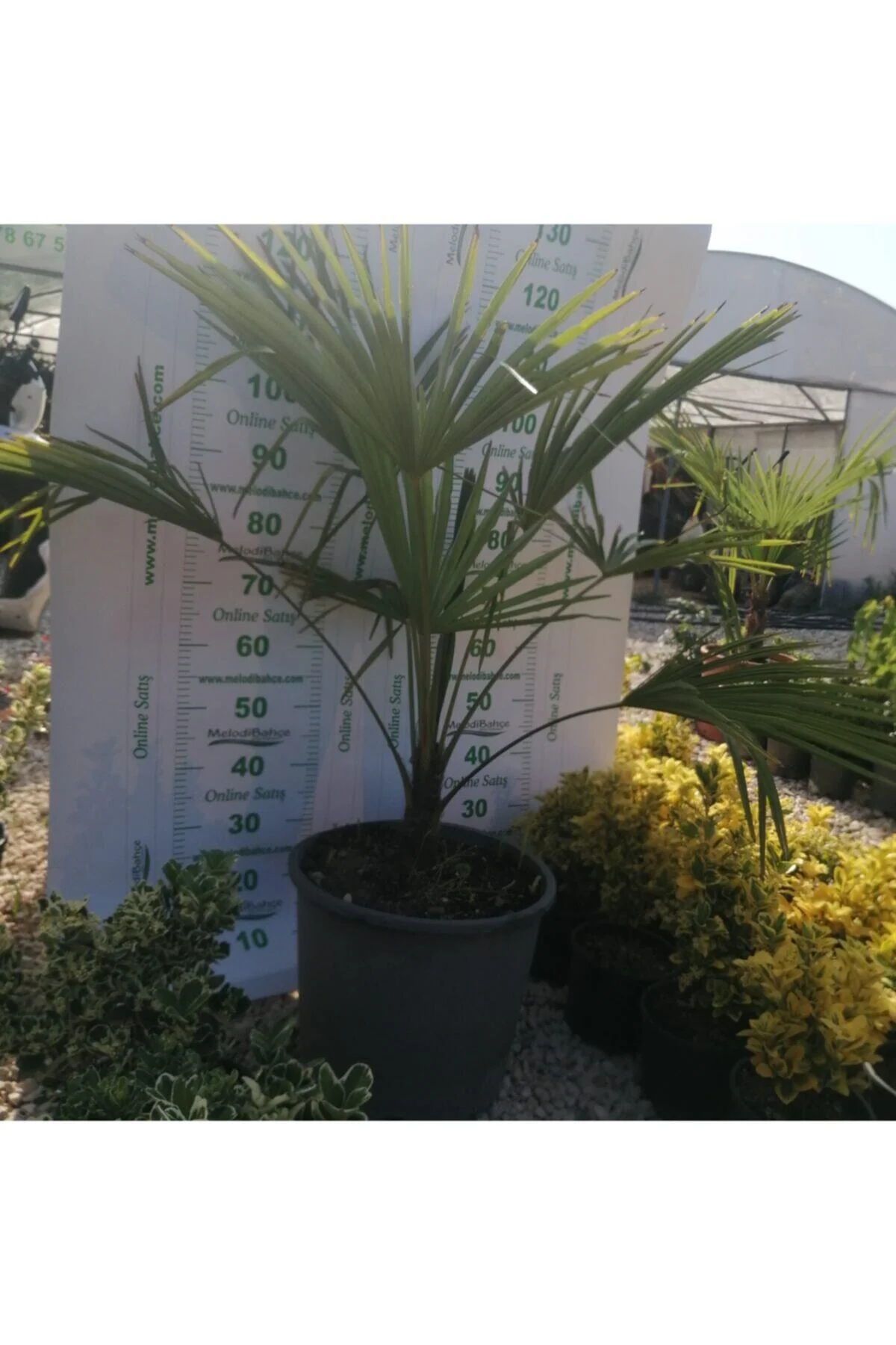 Ağacı (chamaerops Excelsa) Ağacı (chamaerops Excelsa)