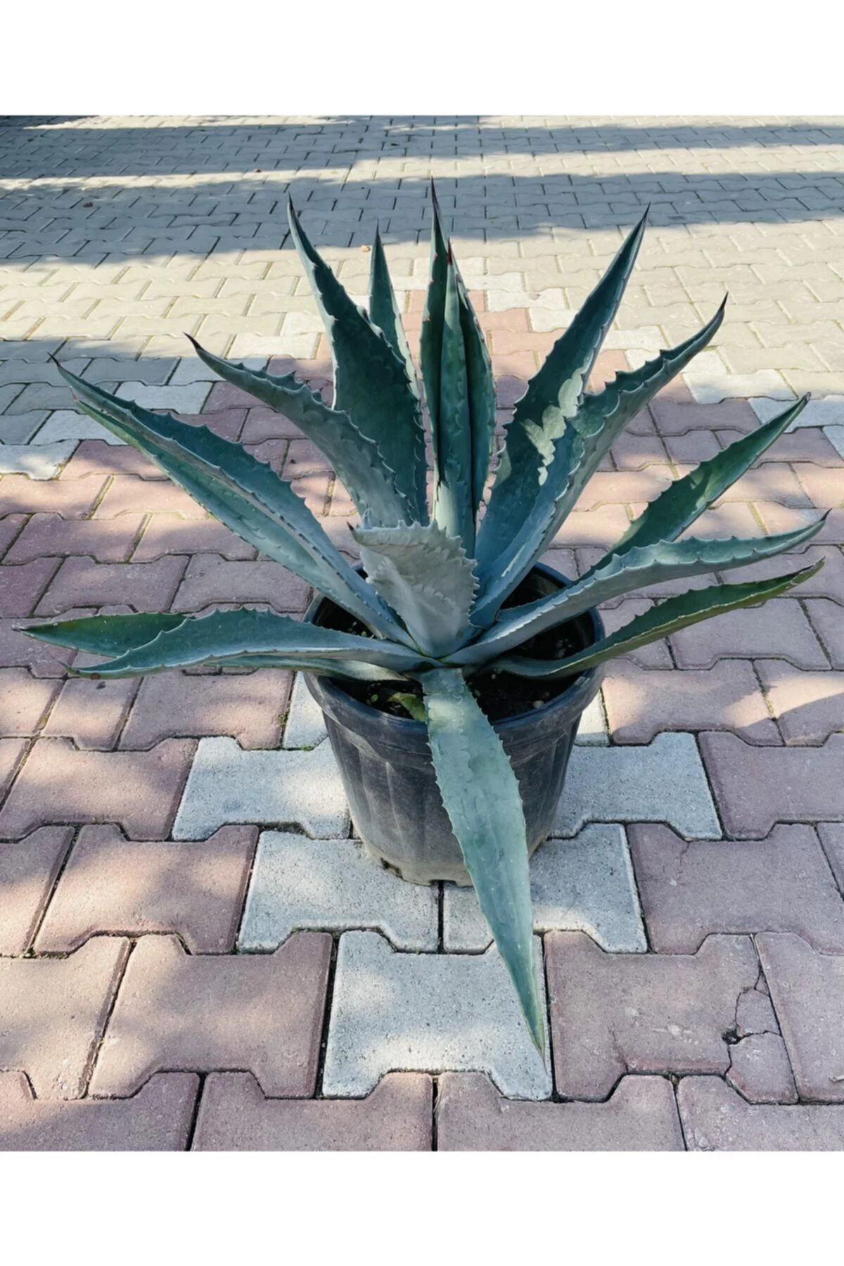 Agave Americana-(sabırlık Yüzyıl Bitkisi)