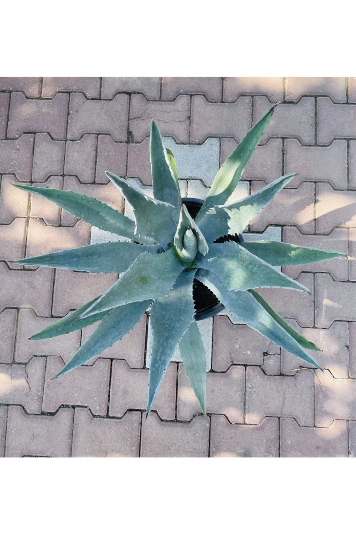 Agave Americana-(sabırlık Yüzyıl Bitkisi)