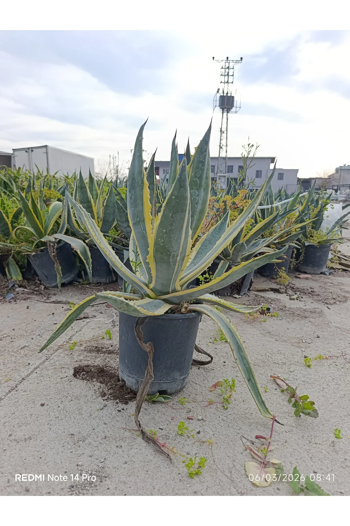 Agave Americana Variegata - Alacalı Büyük Boy Sabır Otu - Tropika