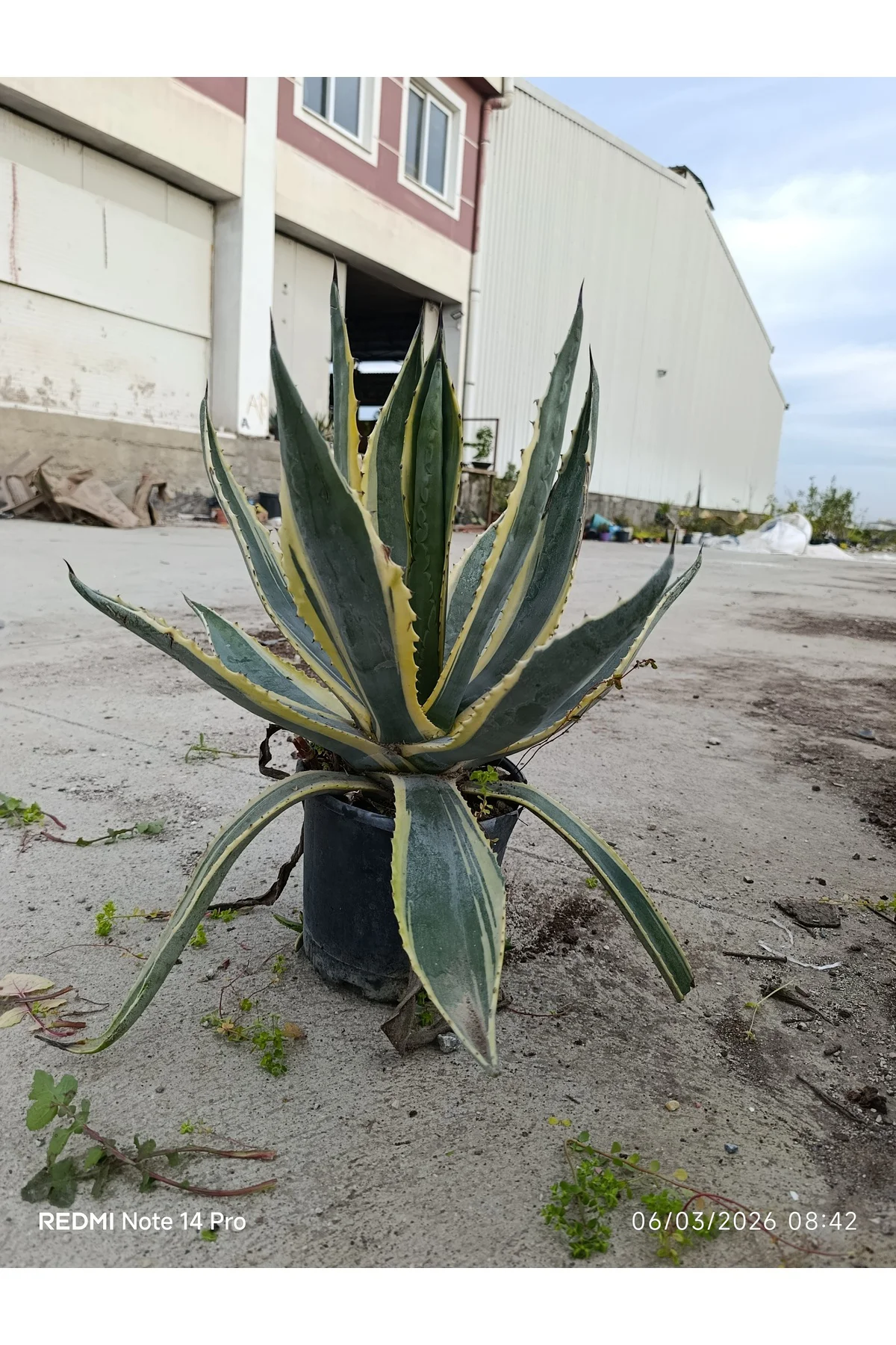 Agave Americana Variegata - Alacalı Büyük Boy Sabır Otu - Tropika