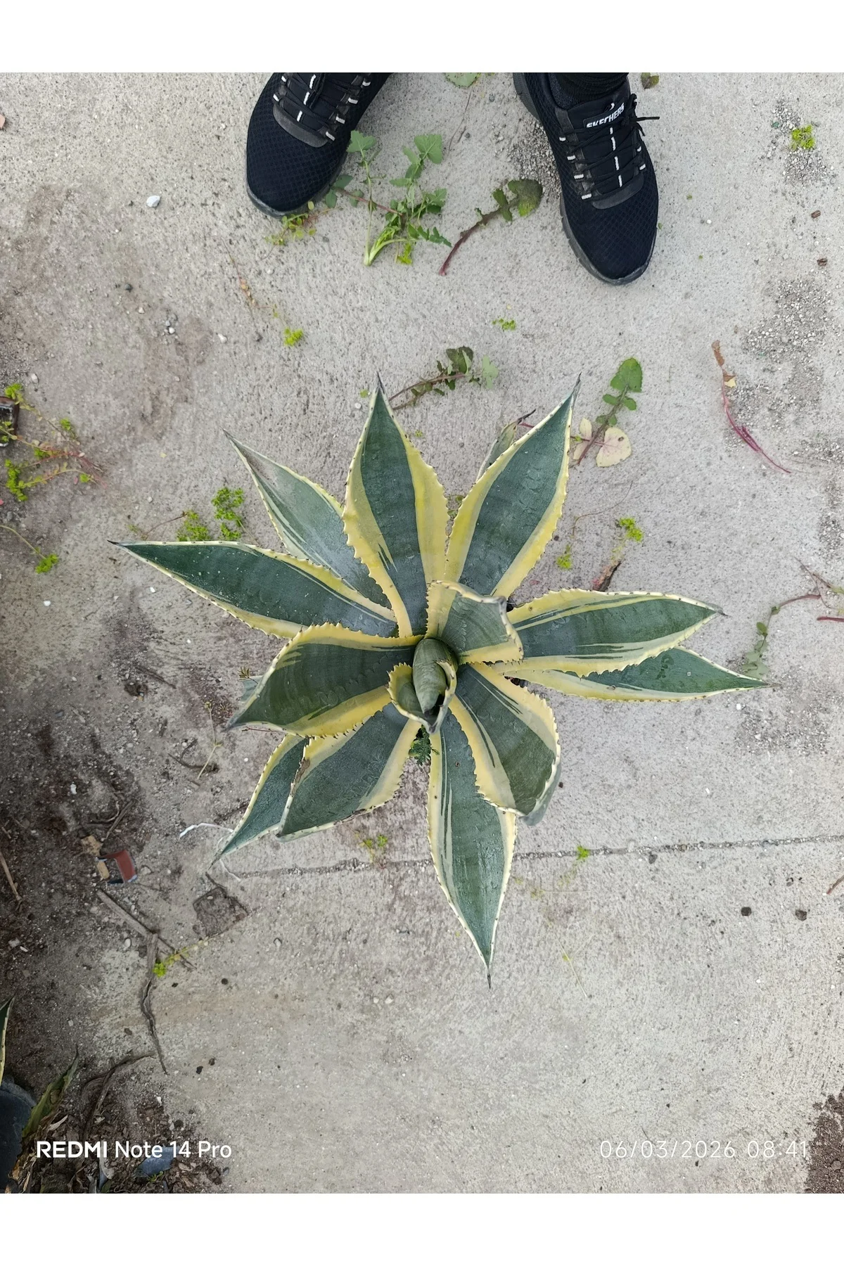 Agave Americana Variegata - Alacalı Büyük Boy Sabır Otu - Tropika