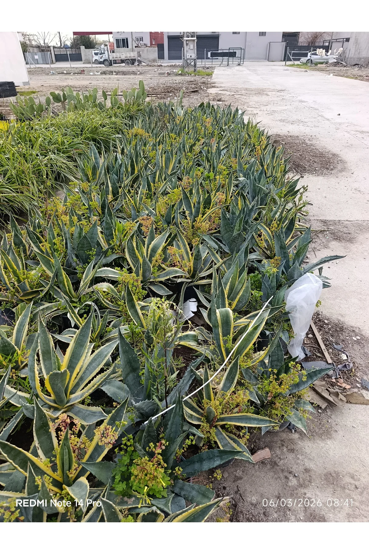 Agave Americana Variegata - Alacalı Büyük Boy Sabır Otu - Tropika