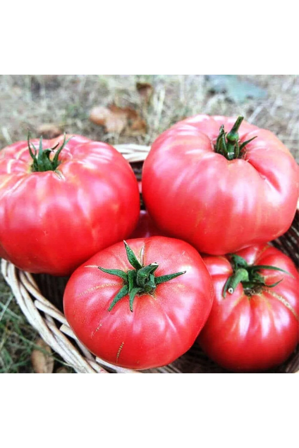 Agrodal Tarım Ata Tohumu Yerli Dilimli Pembe Köy Domatesi 100 Ade