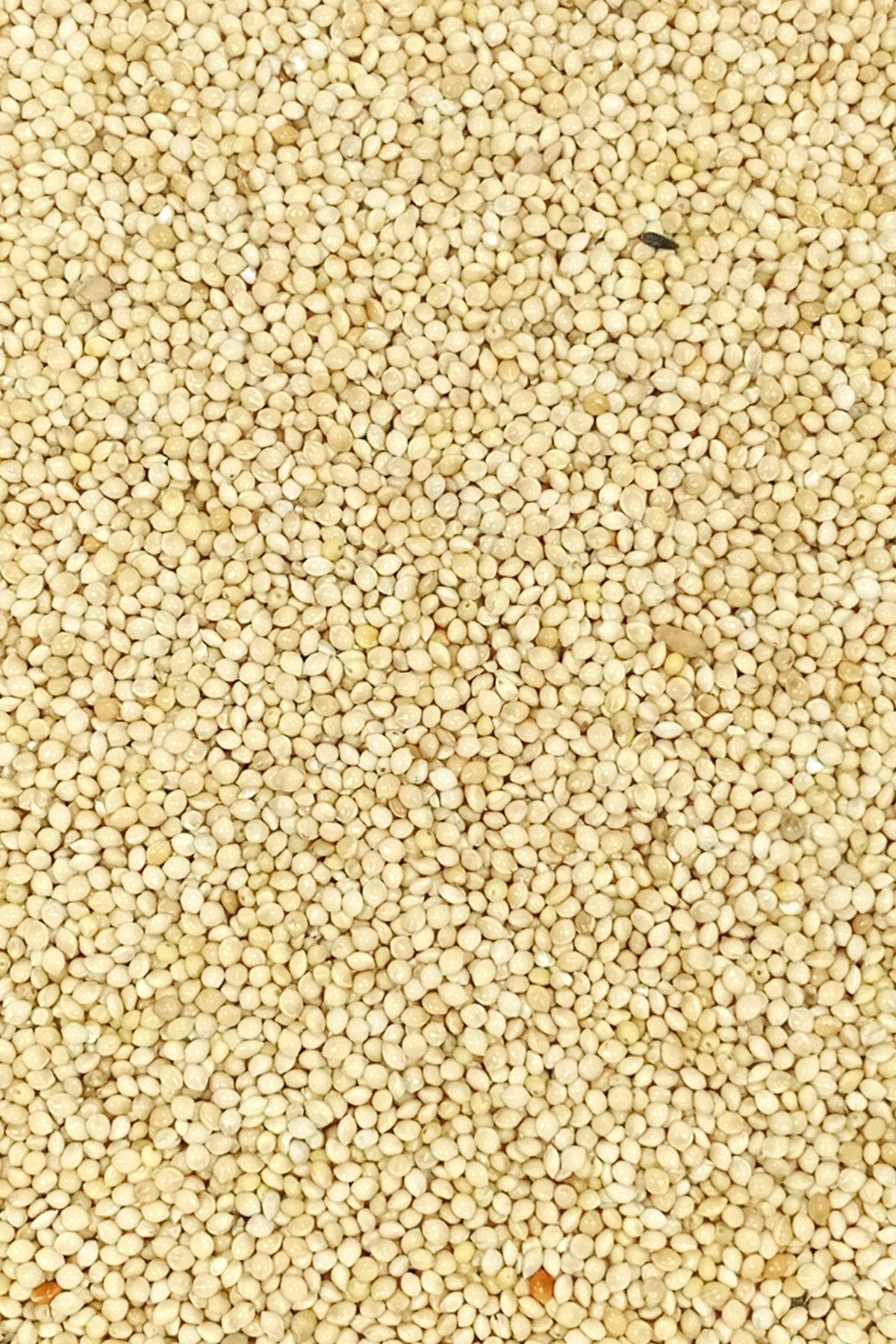 Just Cheap Store Ak Darı Sade Tozsuz Doğal Taze Kuş Yemi - 10 Kg