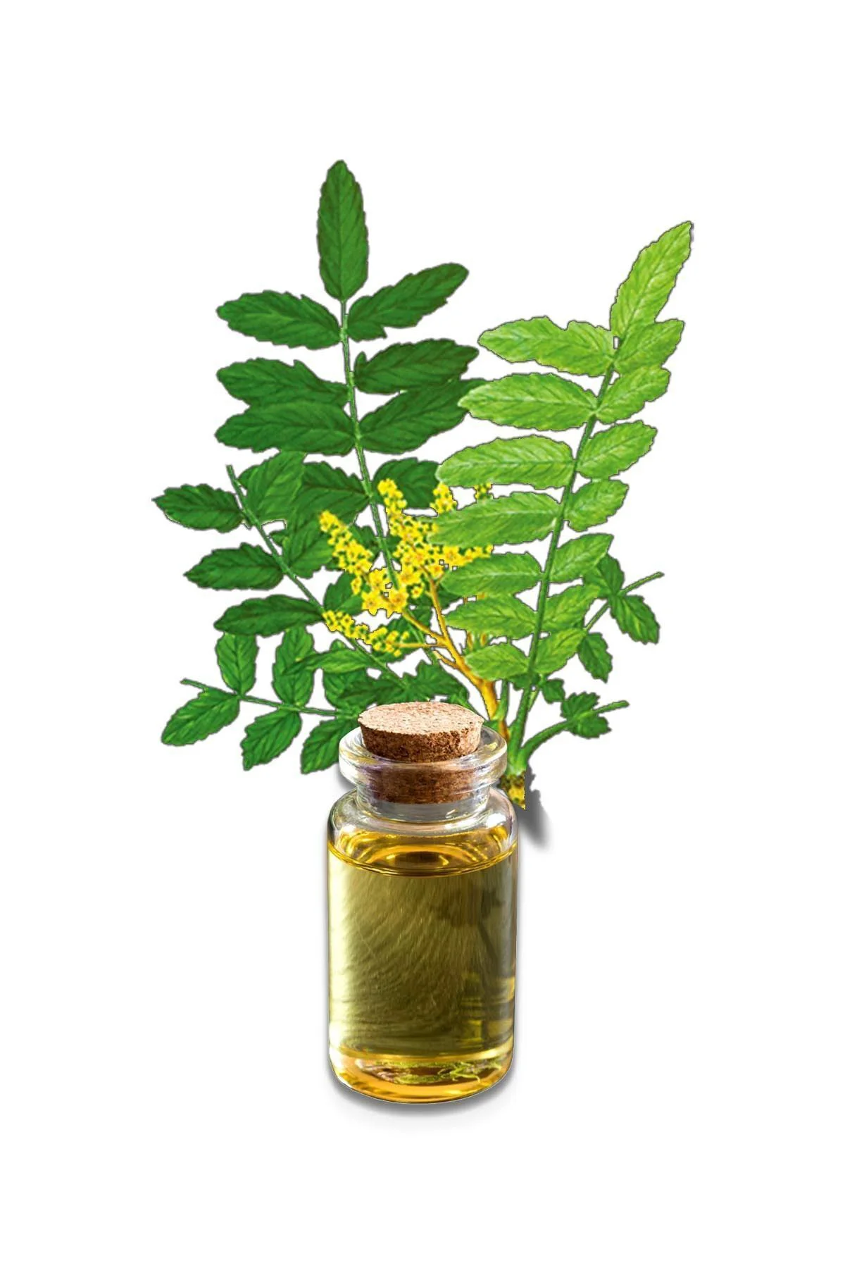 Akgünlük-sığla Ağacı Yağı (DİSTİLASYON) 20 ml 3 Adet
