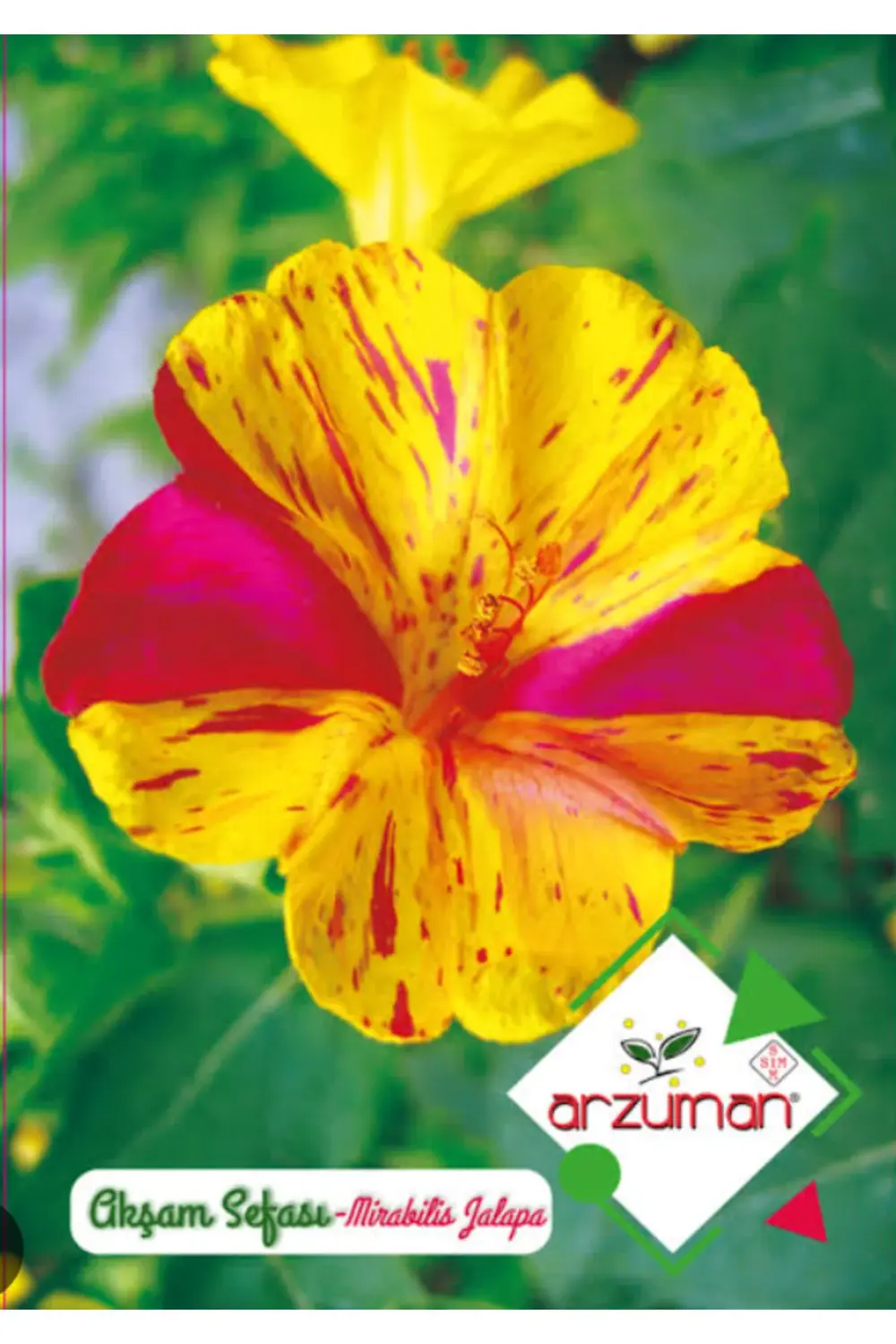 Akşam Sefası Tohumu