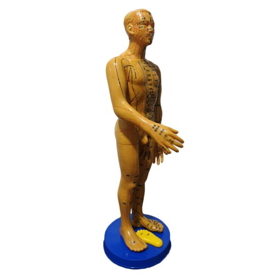 Akupunktur İnsan Maketi Akupunktur İnsan Maketi