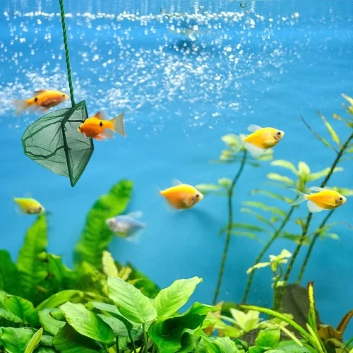 Akvaryum Balık Kepçesi 7.5 Cm. Fiyatı, Yorumları ve Özellikleri