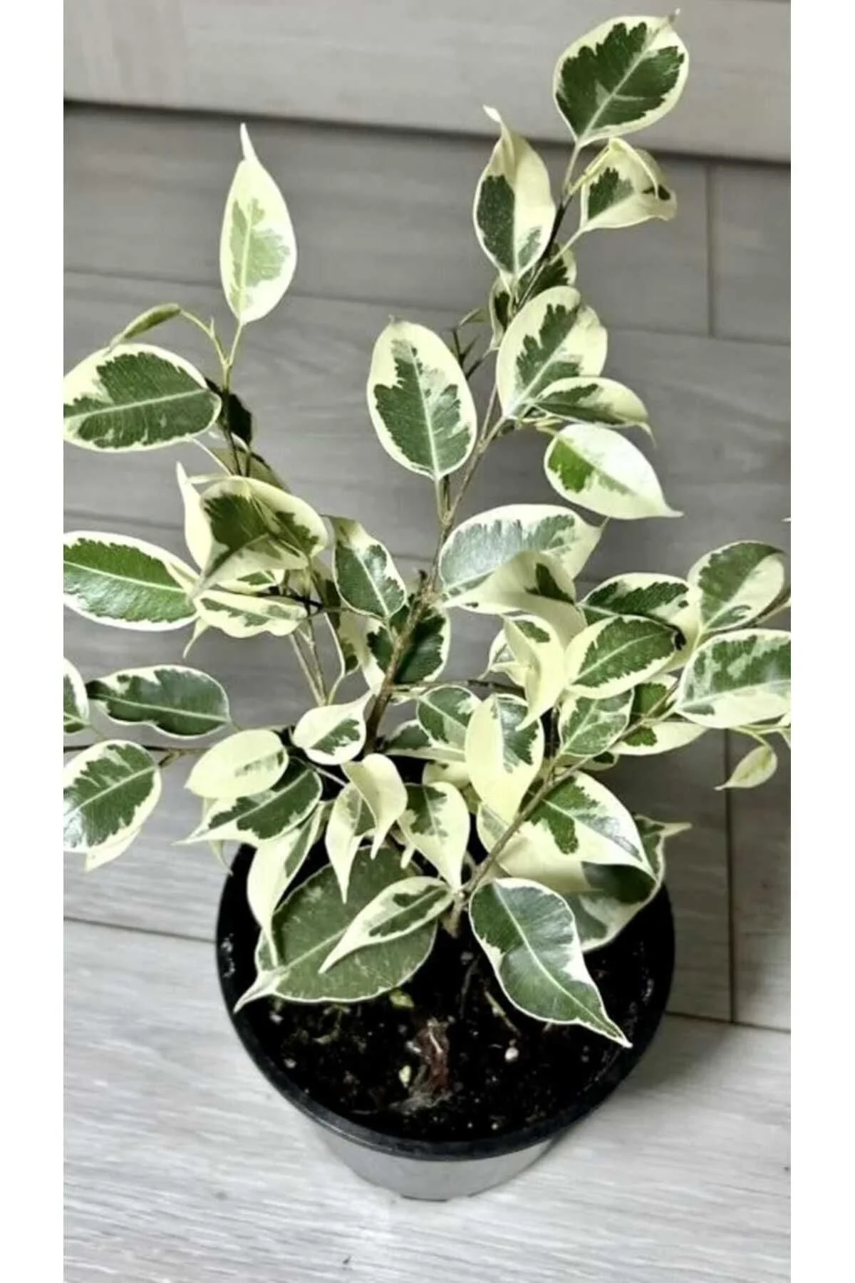 Alacalı Benjamin / 20-40 Cm / Salon Bitkileri - Görsel 5