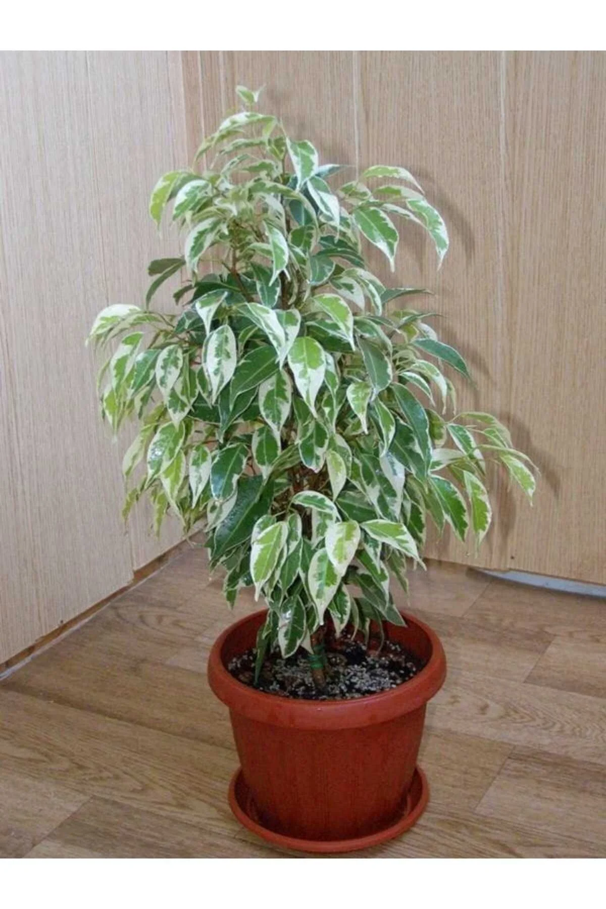 Alacalı Benjamin / 20-40 Cm / Salon Bitkileri - Görsel 8