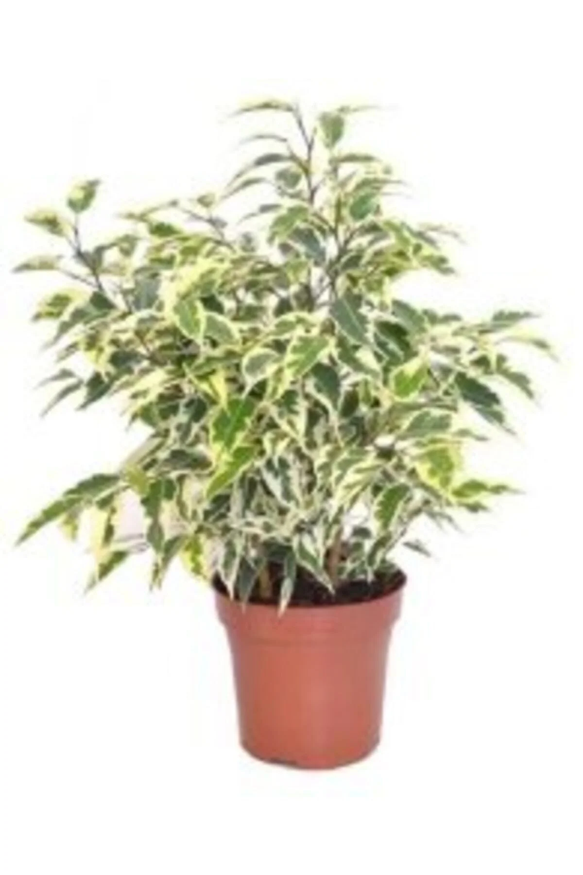 Alacalı Benjamin Çiçeği 50-60 Cm Saksılı Alacalı Benjamin Çiçeği 50-60 Cm Saksılı - Görsel 2