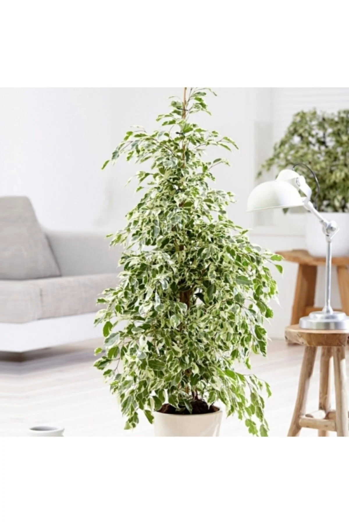 Alacalı Benjamin Çiçeği 50-60 Cm Saksılı Alacalı Benjamin Çiçeği 50-60 Cm Saksılı