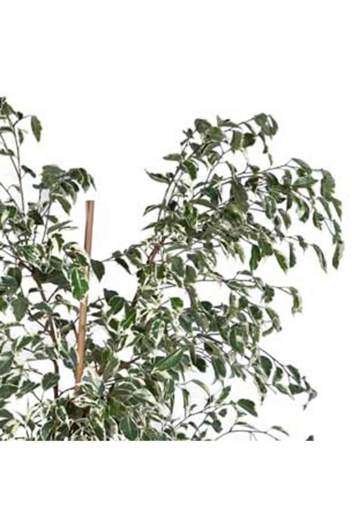Alacalı Benjamin-ficus Starlight (60-80 Cm Bitki Boyu) - Görsel 2