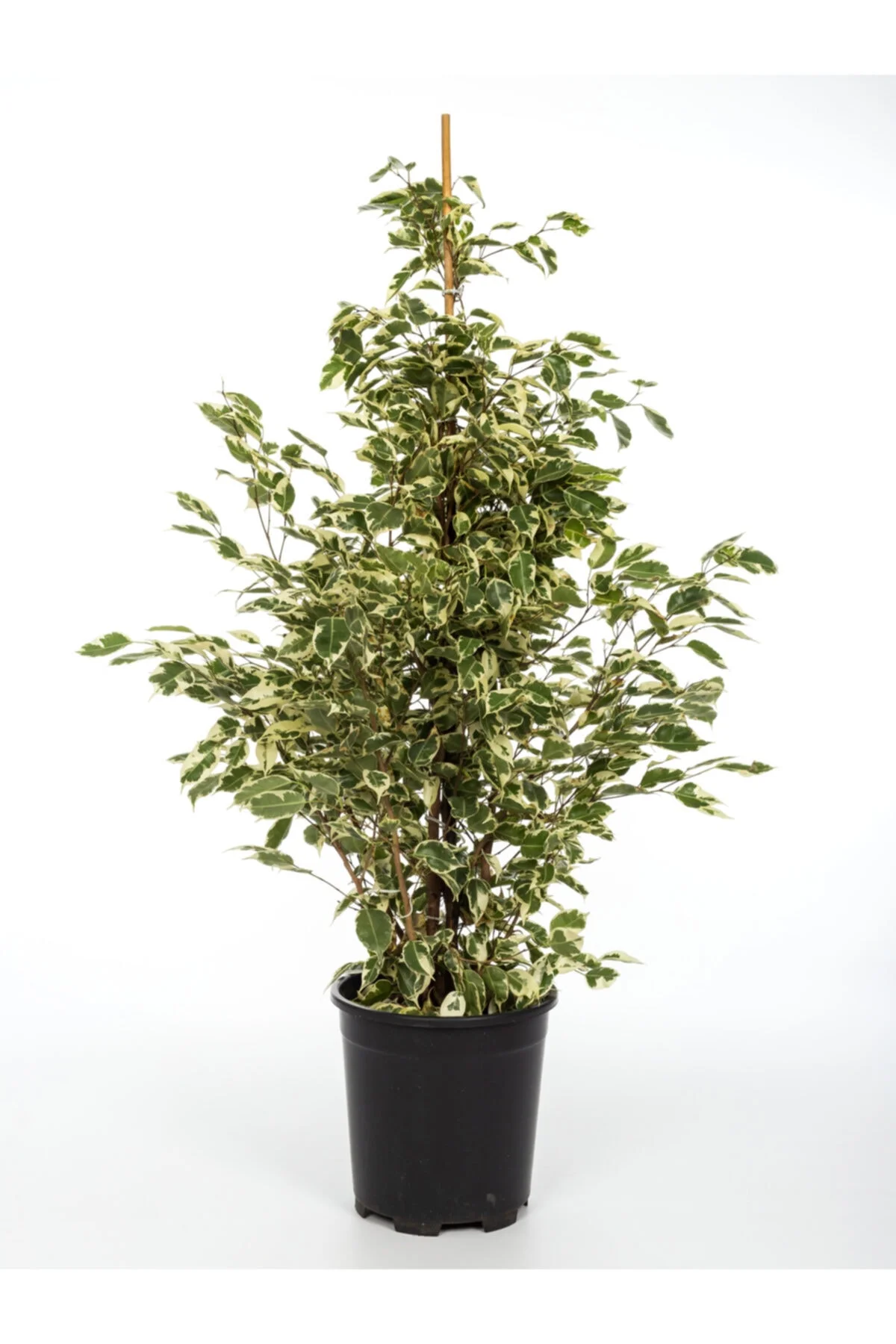 Alacalı Benjamin-ficus Starlight (70-90 Cm Boy) Alacalı Benjamin-ficus Starlight (70-90 Cm Boy)
