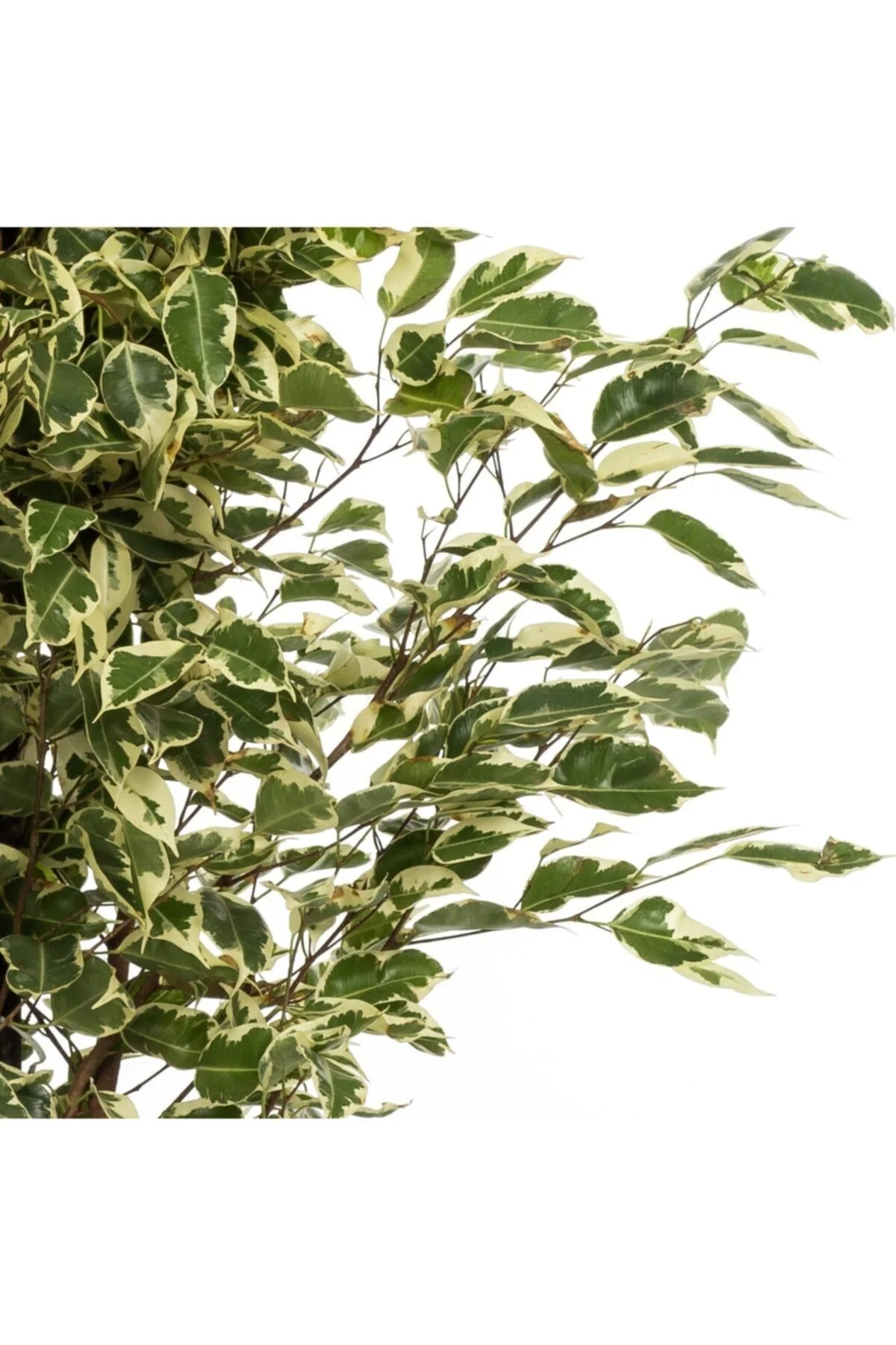 Alacalı Benjamin-ficus Starlight (70-90 Cm Boy) Alacalı Benjamin-ficus Starlight (70-90 Cm Boy) - Görsel 2