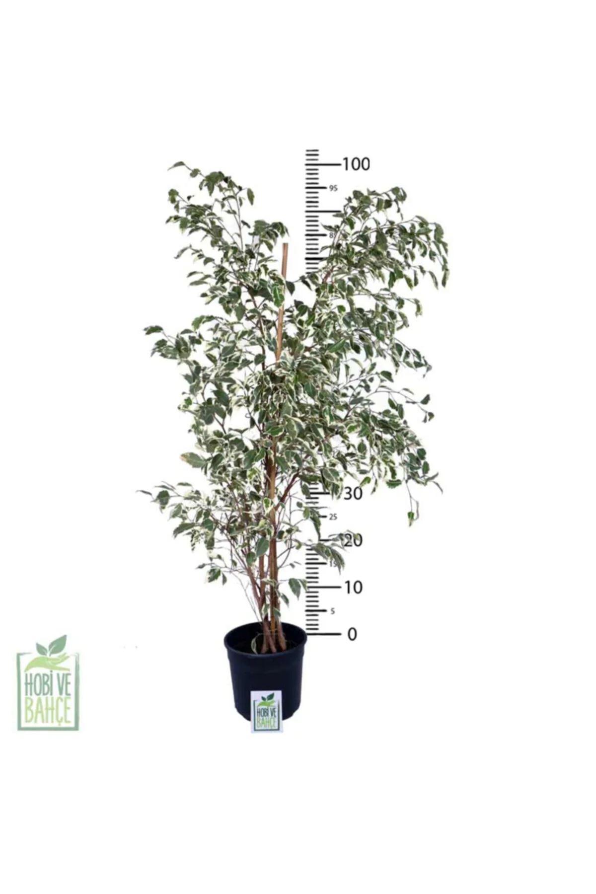 Alacalı Benjamin-ficus Starlight (60-80 Cm Bitki Boyu) - Görsel 3