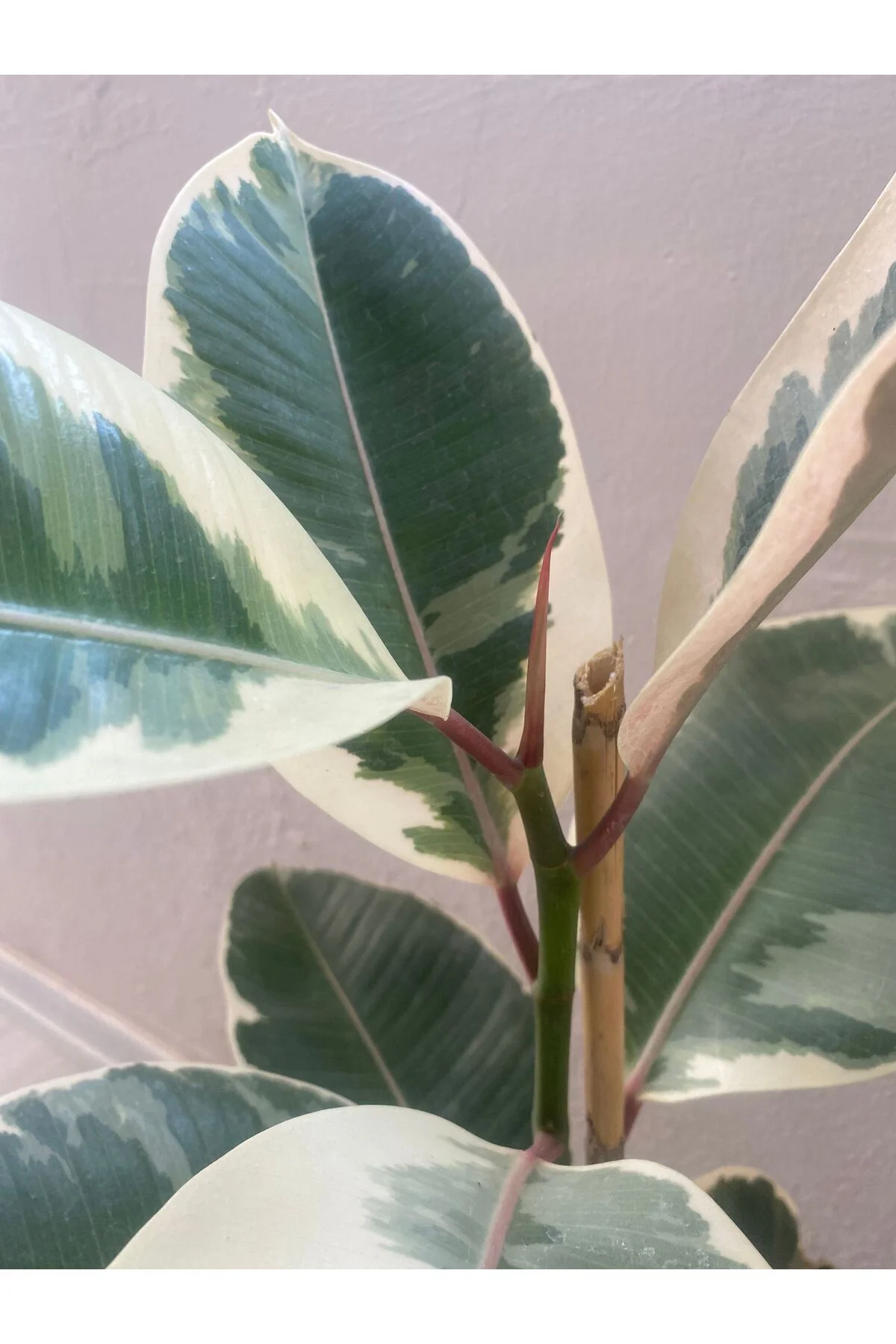 Alacalı Kauçuk - Ficus Elastica 60-100 Cm Tek Dal Siyah Saksı, Iç