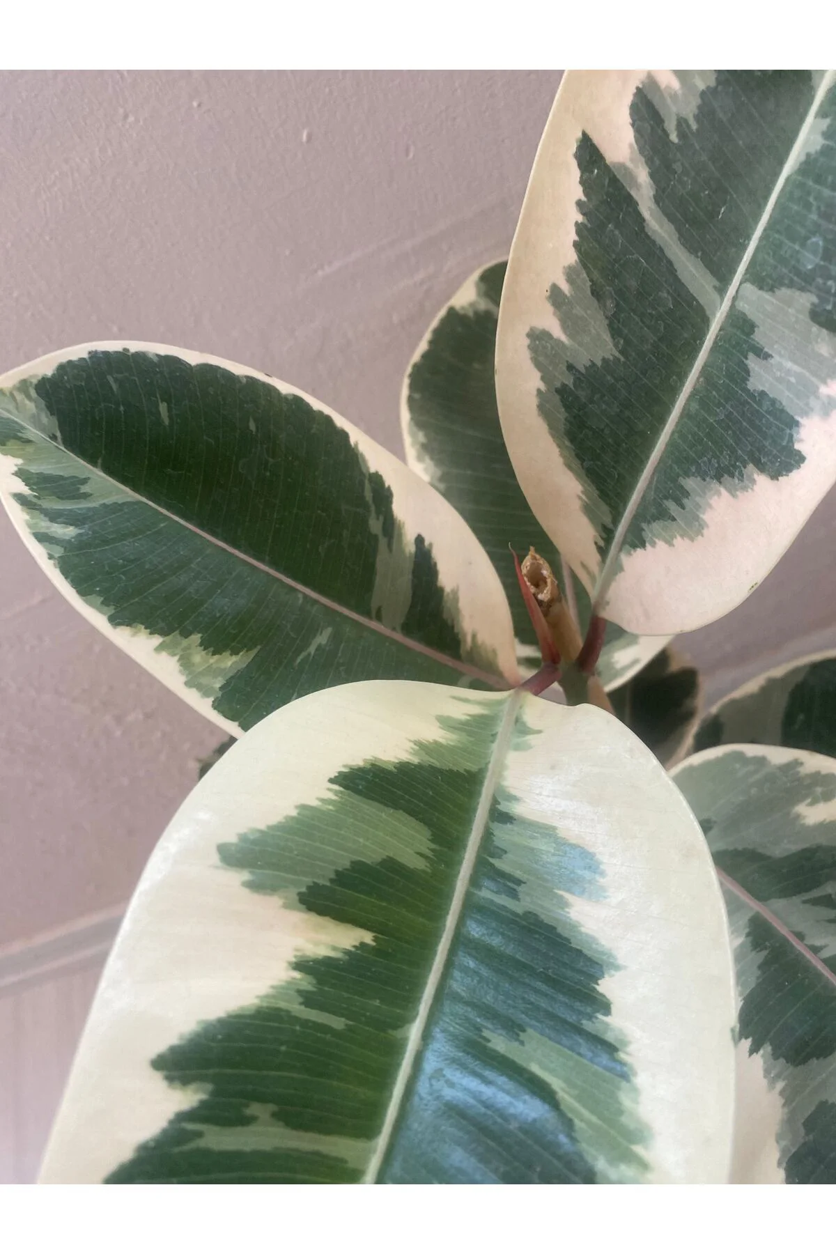 Alacalı Kauçuk - Ficus Elastica 60-100 Cm Tek Dal Siyah Saksı, Iç