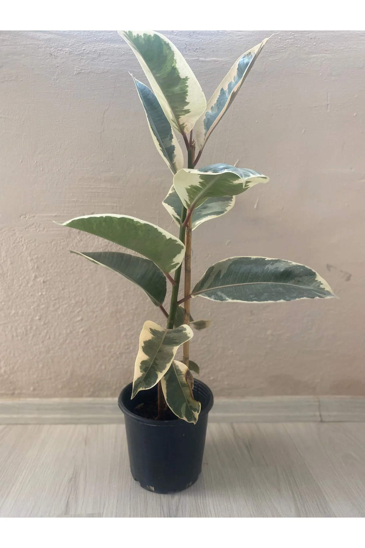 Alacalı Kauçuk - Ficus Elastica 60-100 Cm Tek Dal Siyah Saksı, Iç