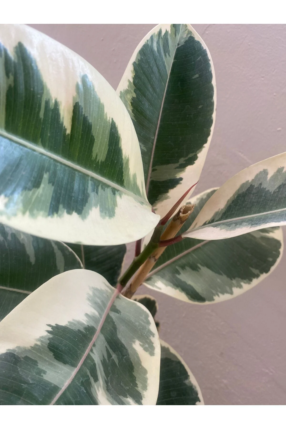 Alacalı Kauçuk - Ficus Elastica 60-100 Cm Tek Dal Siyah Saksı, Iç