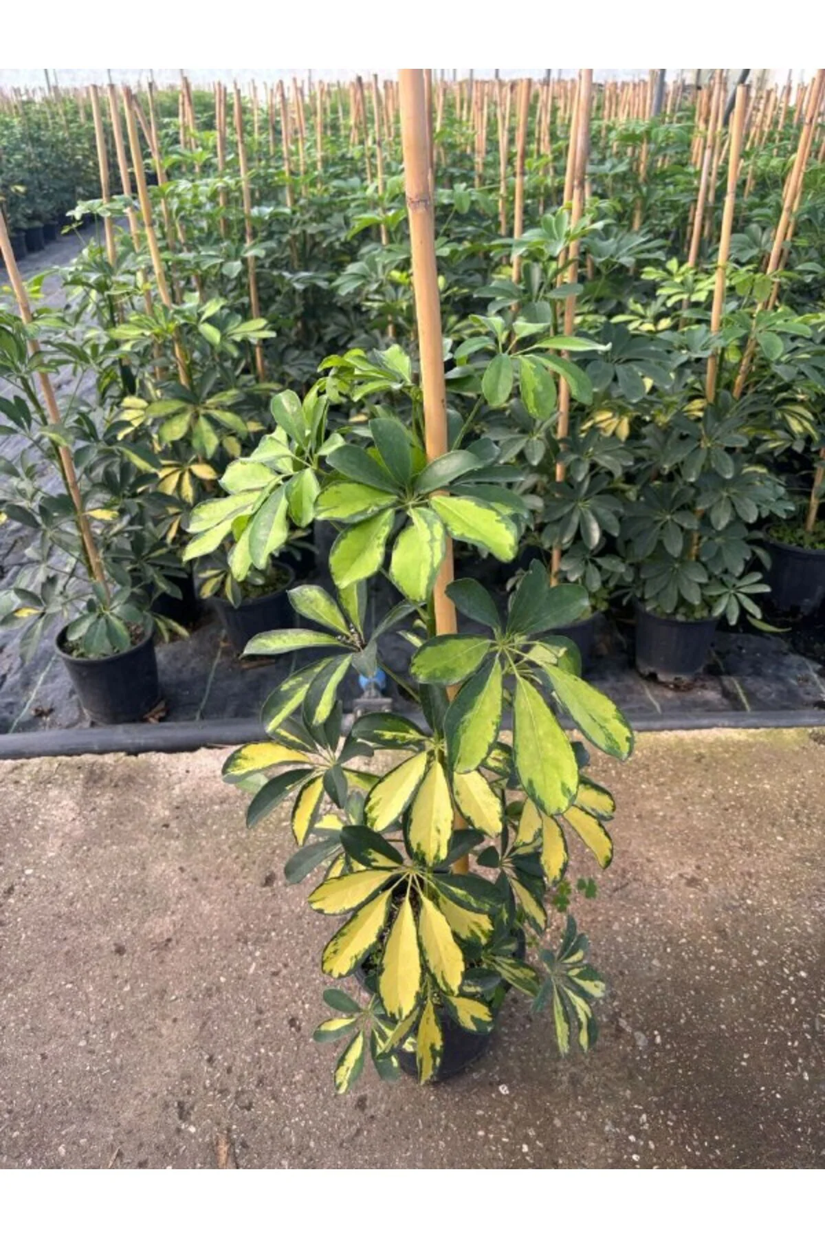 Alacalı Şeflera Golden Schefflera Arboricola Variegata