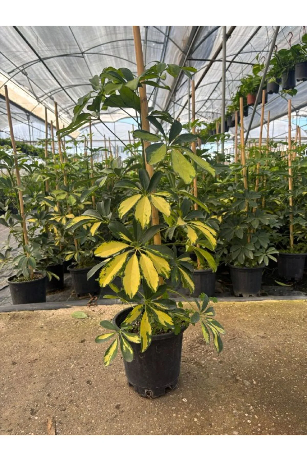Alacalı Şeflera Golden Schefflera Arboricola Variegata