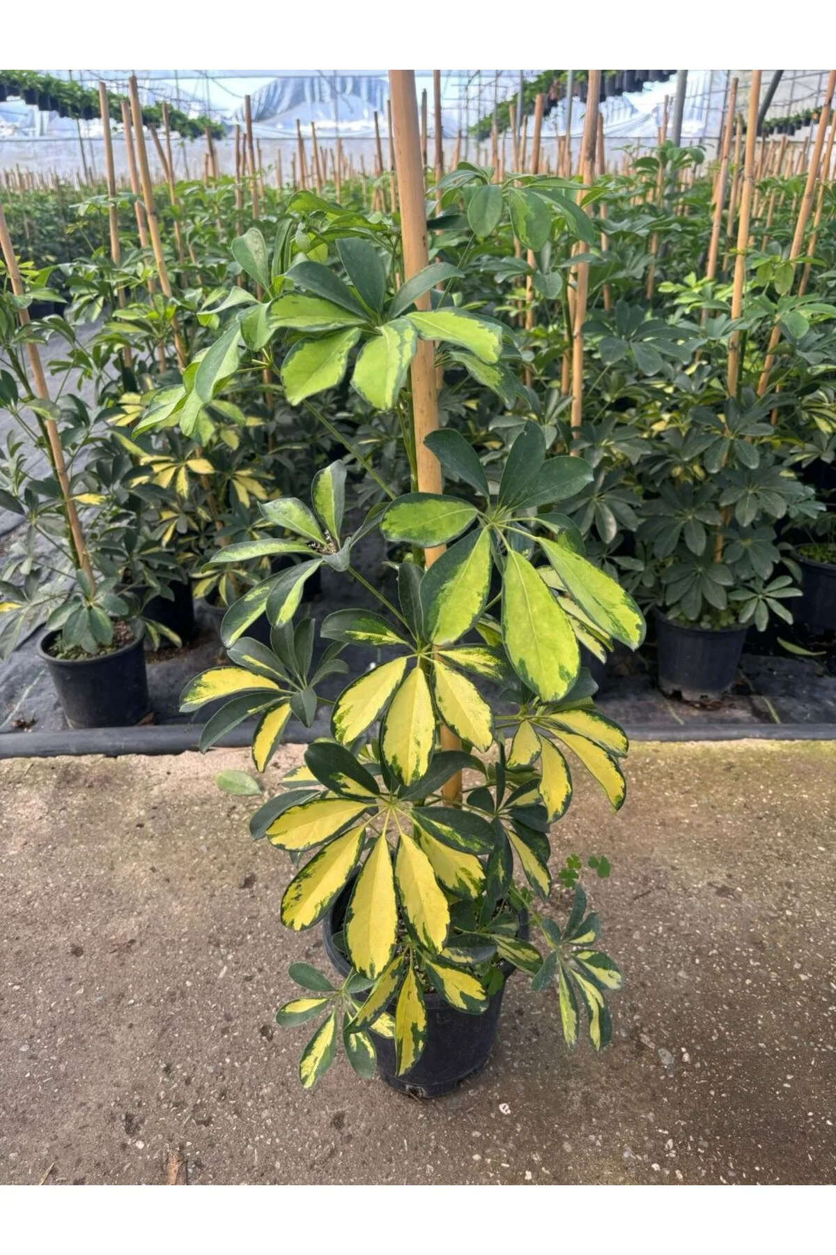 Alacalı Şeflera Golden Schefflera Arboricola Variegata