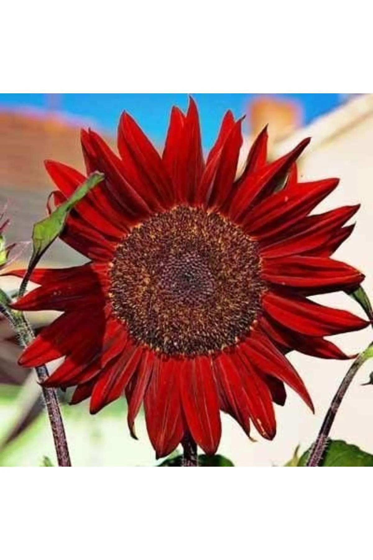 Alev kırmızı ayçiçeği tohumu red sun sunflower helianthus annuus Fiyatı, Yorumları ve Özellikleri