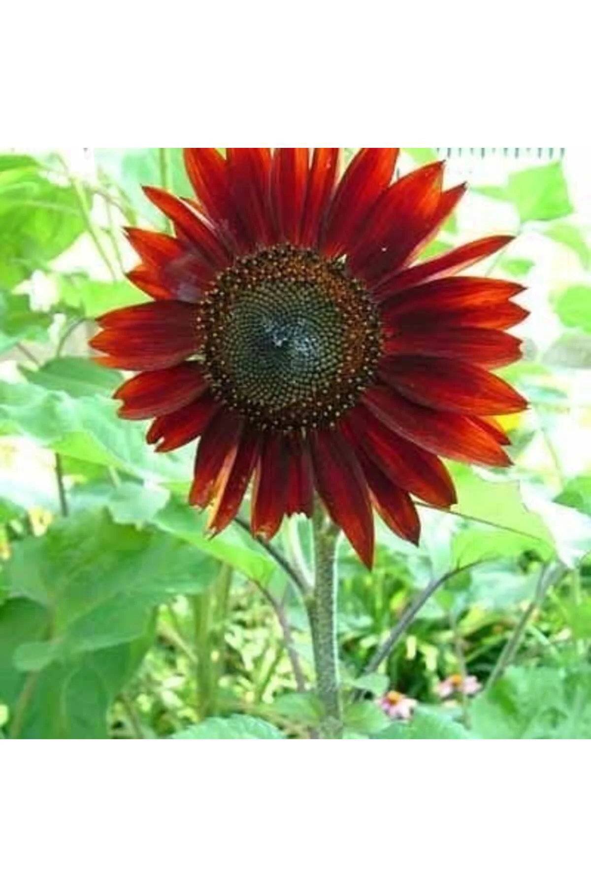 Alev kırmızı ayçiçeği tohumu red sun sunflower helianthus annuus Fiyatı, Yorumları ve Özellikleri