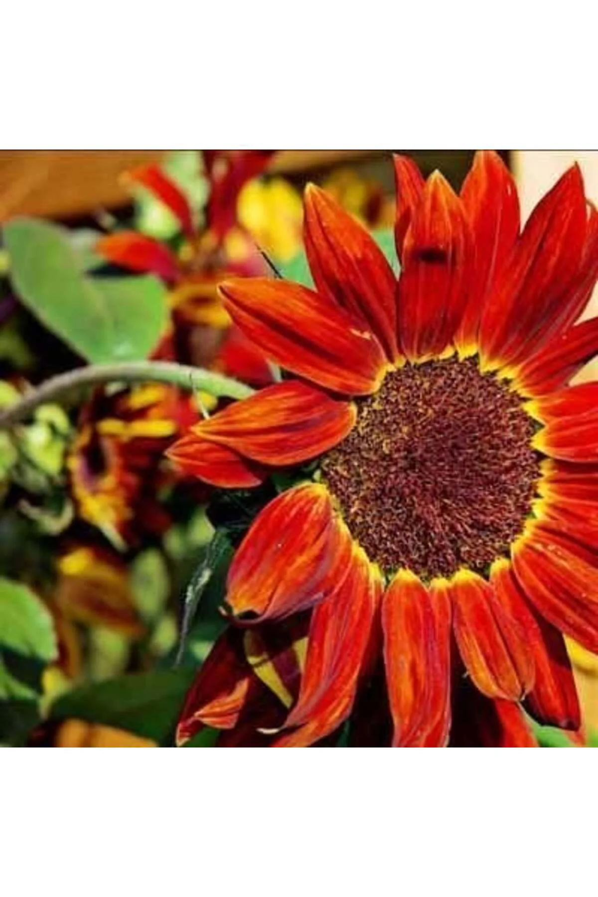 Alev kırmızı ayçiçeği tohumu red sun sunflower helianthus annuus Fiyatı, Yorumları ve Özellikleri