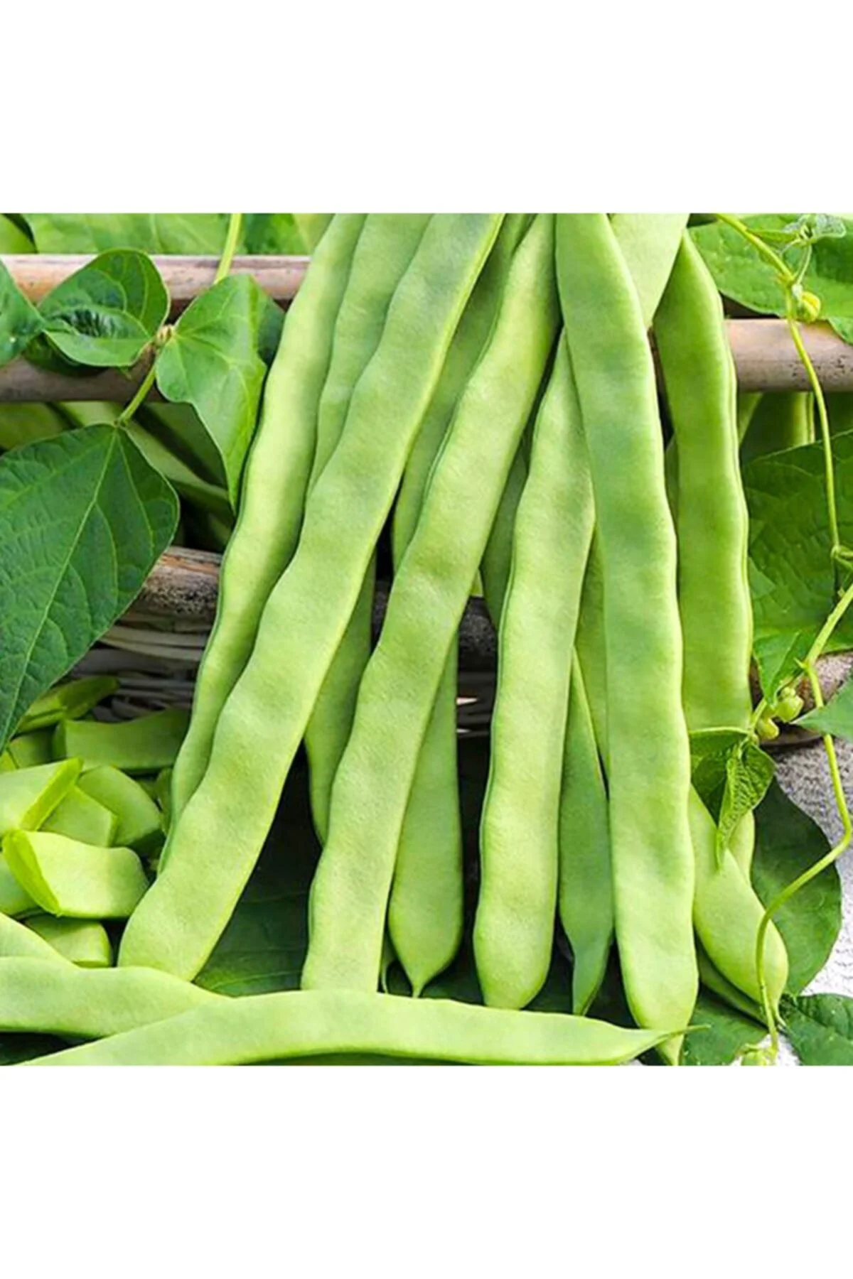 Alman Ayşe Sırık Fasulye Tohumu-50 Gram