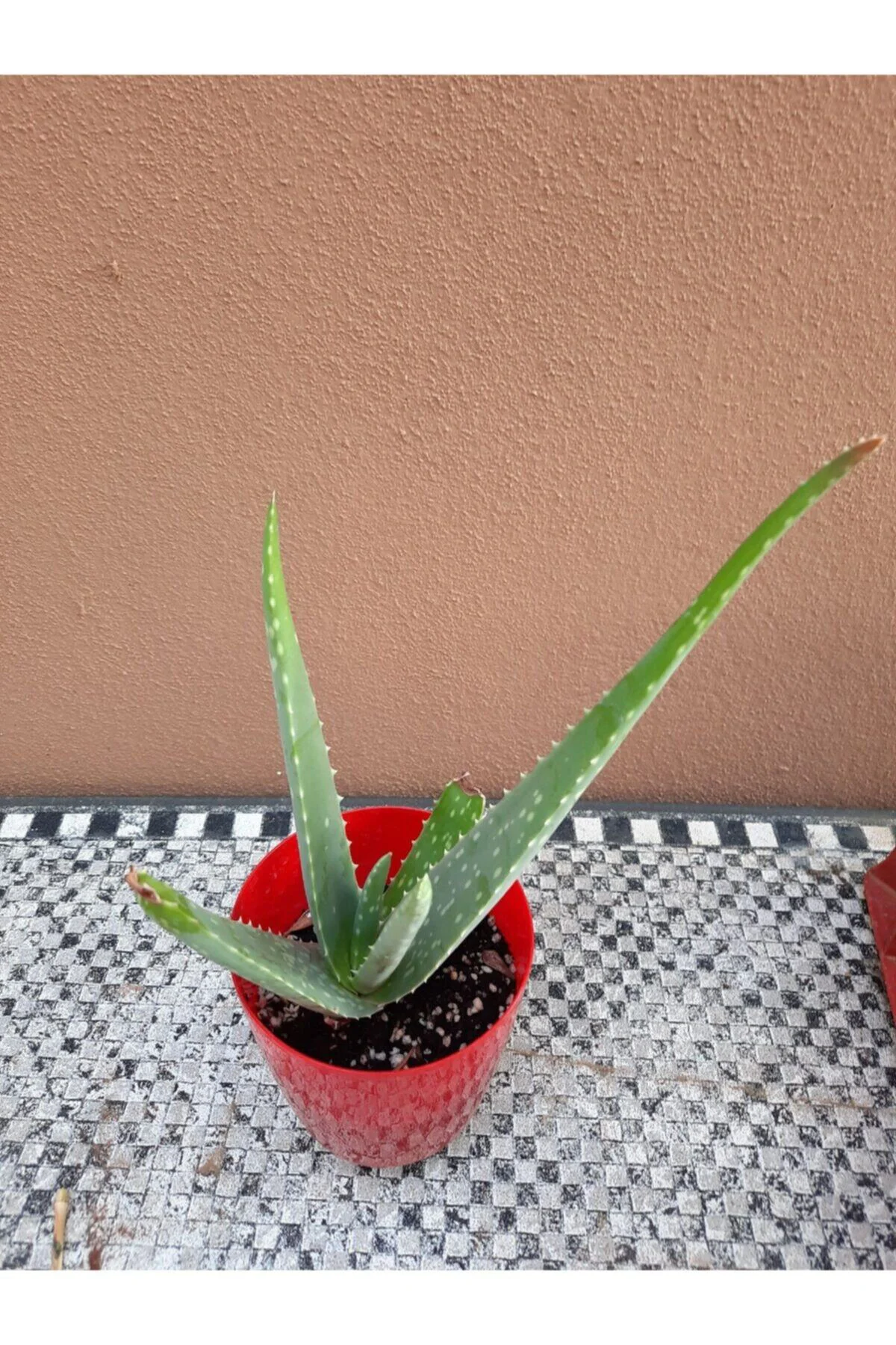 Aloe Vera Bitkisi 10-15 cm Boyunda 1 Yaşında Bitki