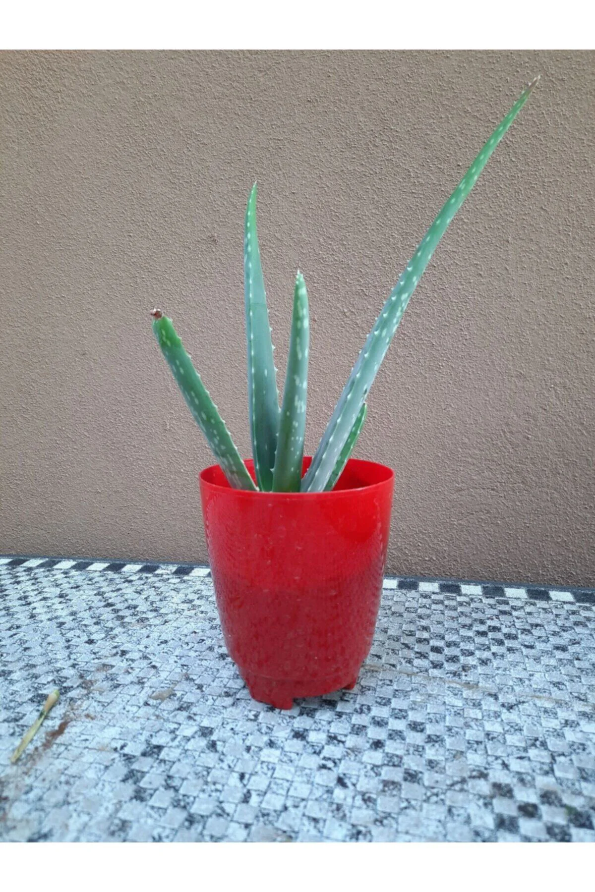 Aloe Vera Bitkisi 10-15 cm Boyunda 1 Yaşında Bitki