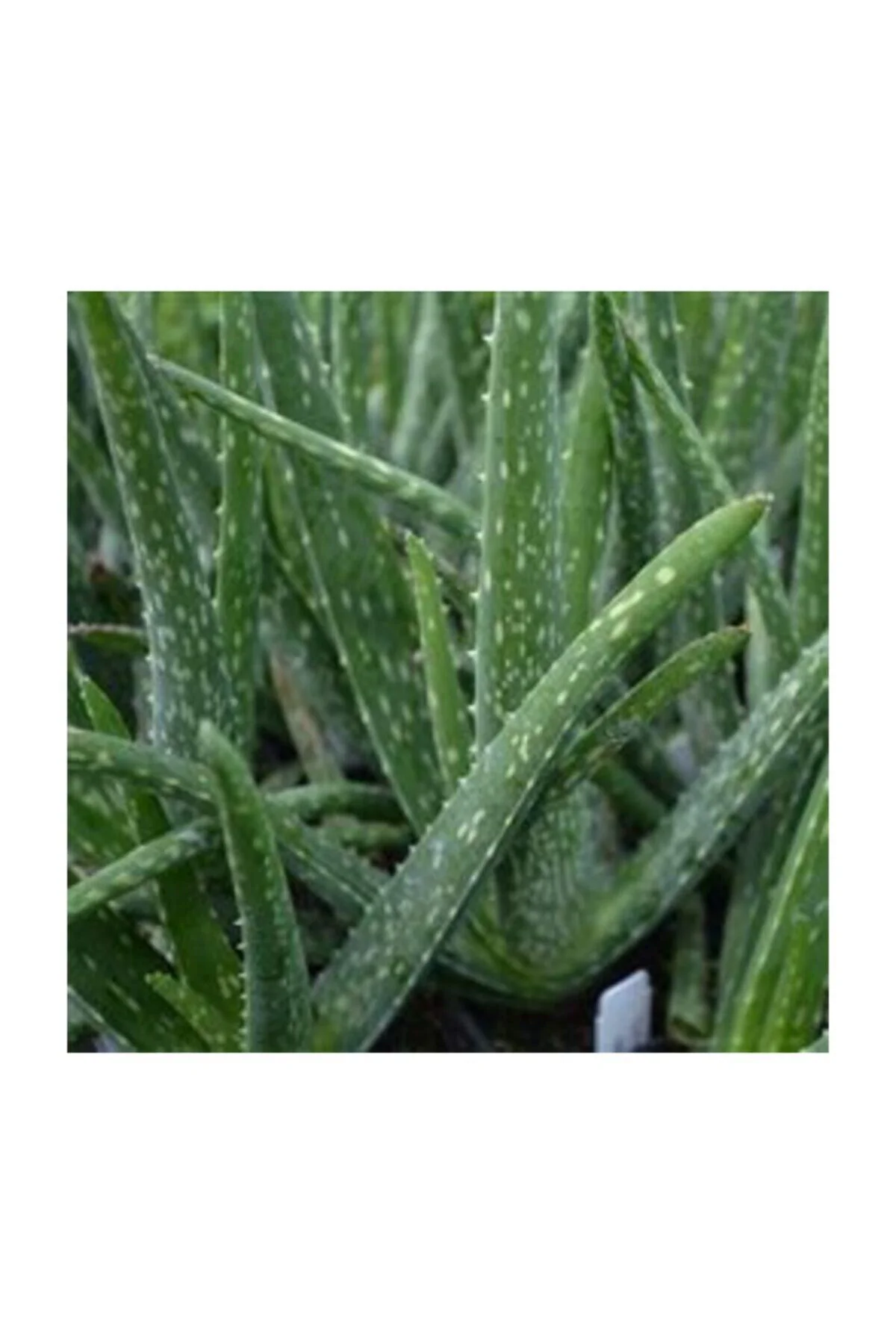 Aloevera Bitkisi 20-30 Cm Doğal Krem Şifalı Bitki Sarısabır