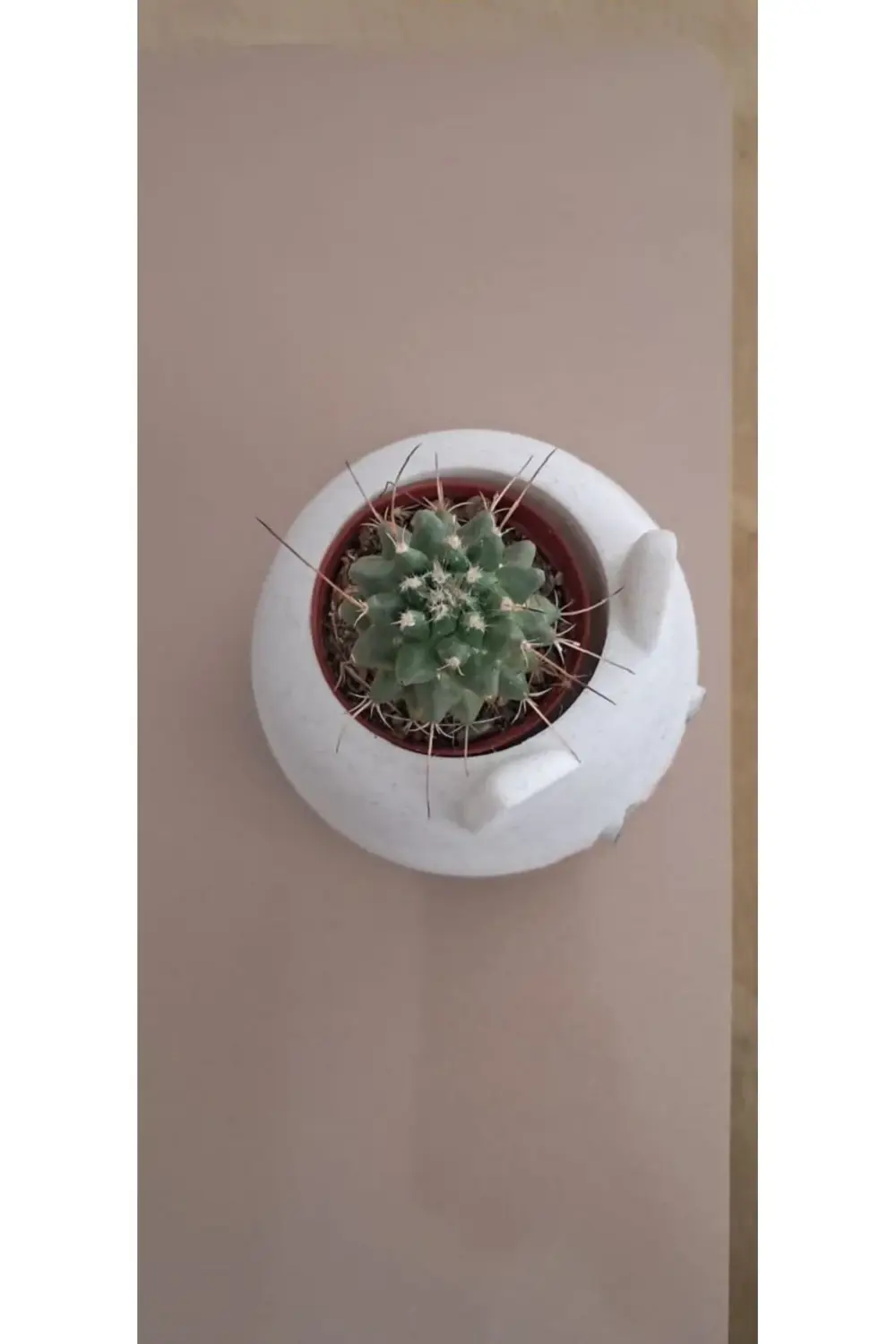 ALPAXA3D Kedi Figürlü Sukulent Saksısı Mermer Desenli