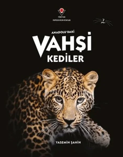 Anadolu'Daki Vahşi Kediler Fiyatı, Yorumları ve Özellikleri