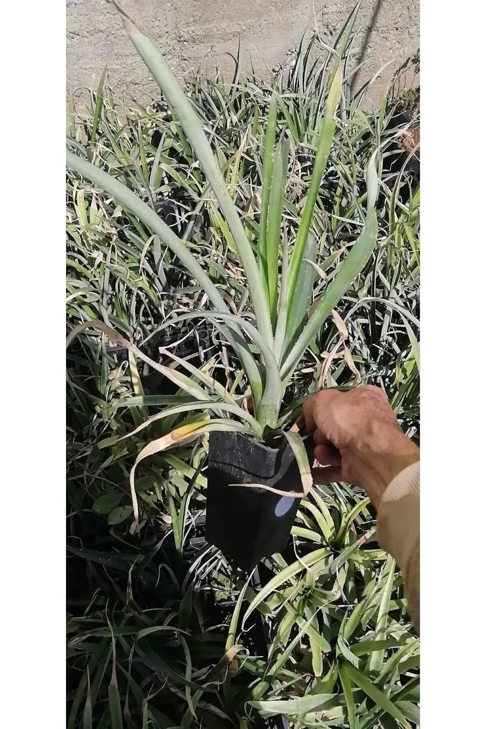 Ananas Fidesi 30-40 cm, İTHAL, Saksıda