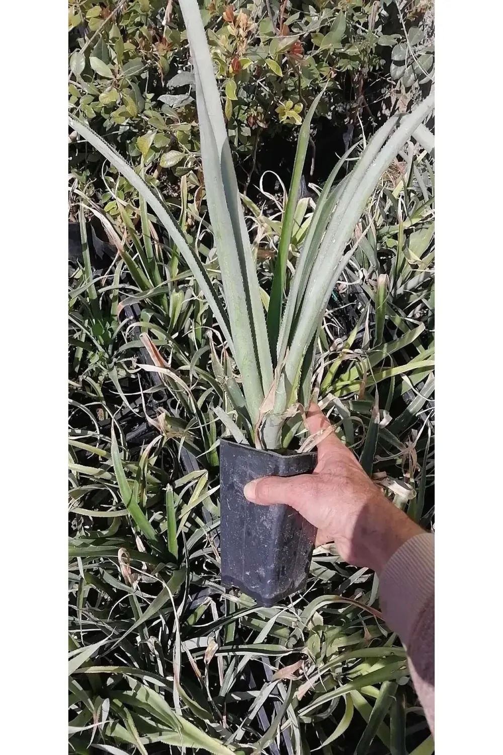 Ananas Fidesi 30-40 cm, İTHAL, Saksıda