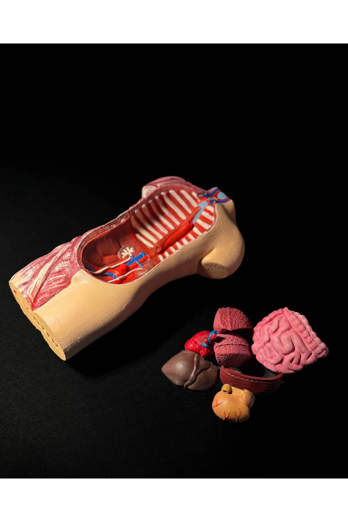 Anatomik Vücut Modeli 17 Cm Fiyatı, Yorumları ve Özellikleri
