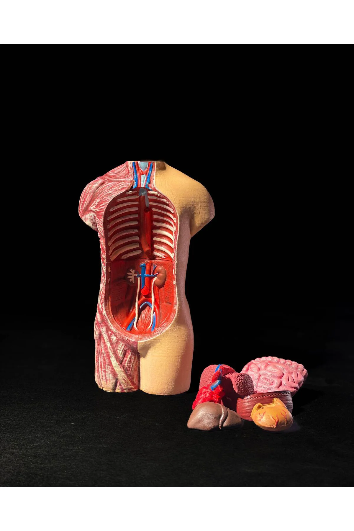 Anatomik Vücut Modeli 17 Cm