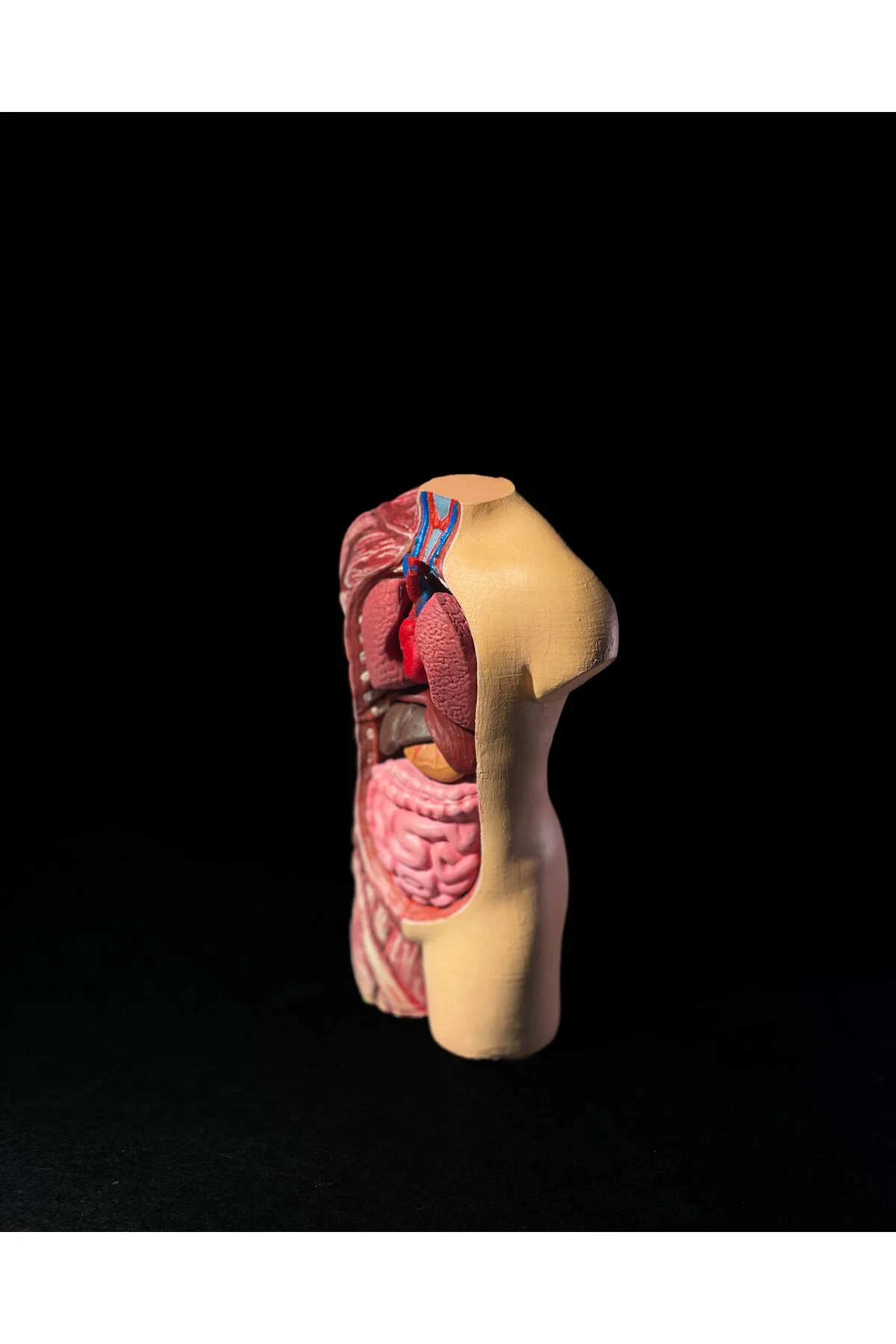 Anatomik Vücut Modeli 17 Cm Fiyatı, Yorumları ve Özellikleri