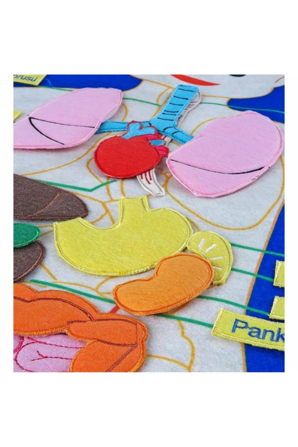 Nessiworld And-5120 Cirtli Vücudumuz Pano