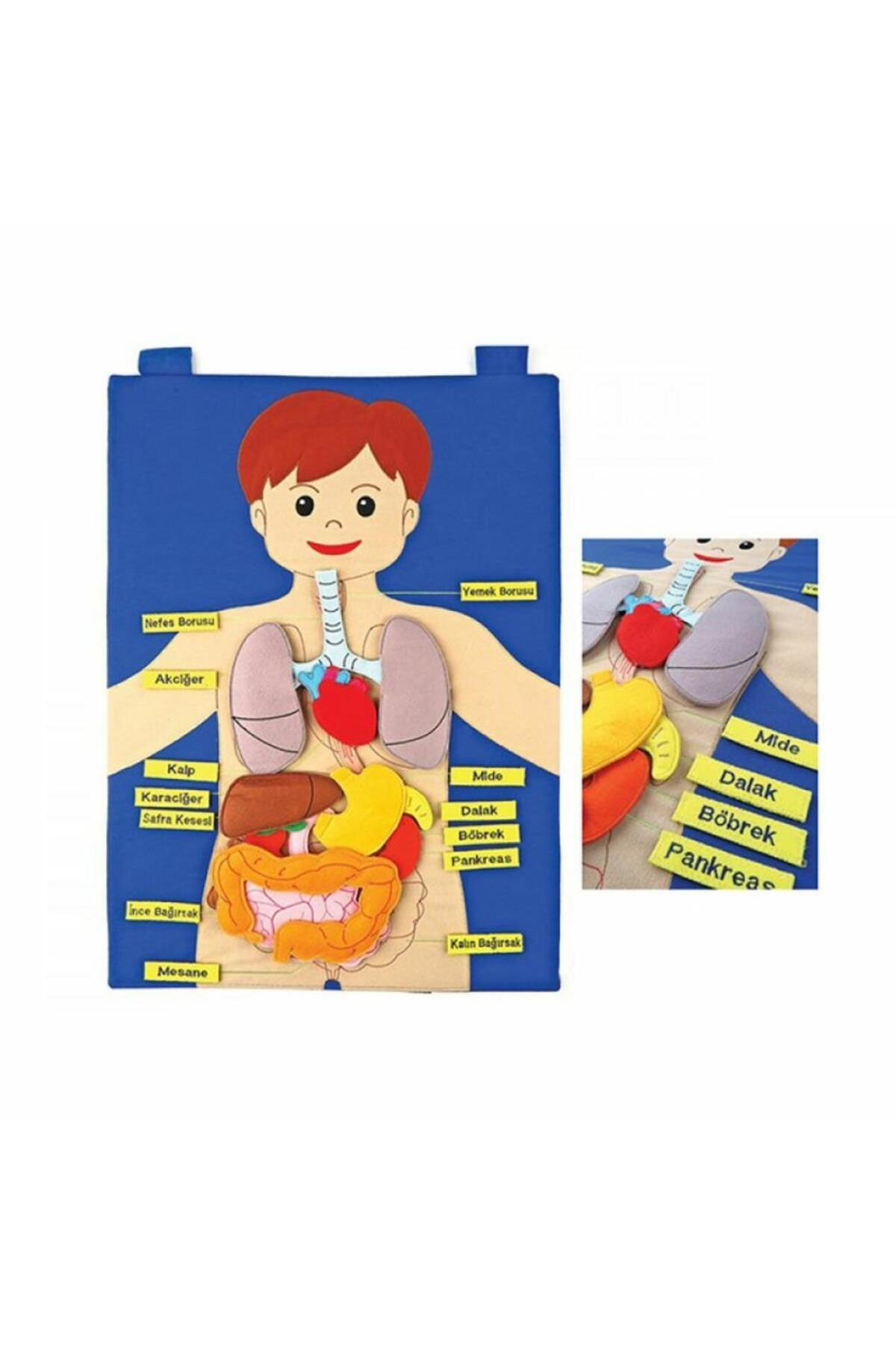 Nessiworld And-5120 Cirtli Vücudumuz Pano