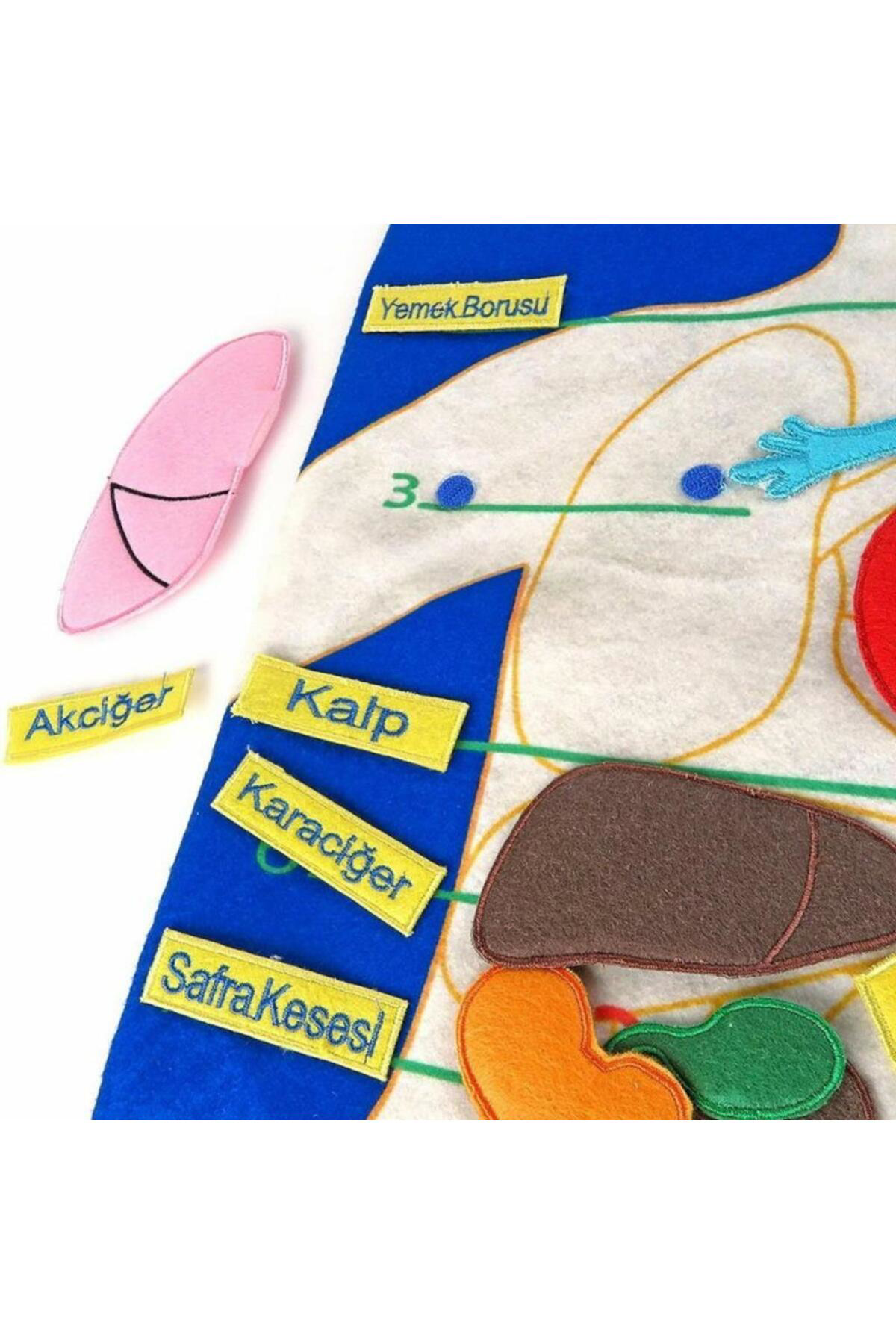 Nessiworld And-5120 Cirtli Vücudumuz Pano