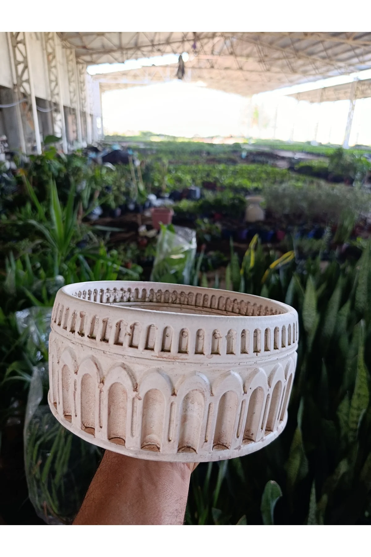 Antik Beyaz Kemerli Roma Tarzı Saksı 21*10 cm ve Para Çiçeği - Görsel 4