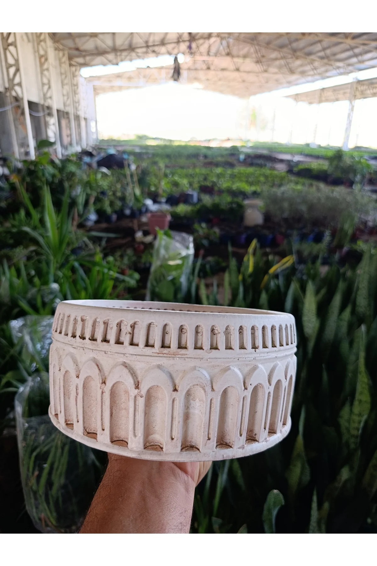 Antik Beyaz Kemerli Roma Tarzı Saksı 21*10 cm ve Para Çiçeği - Görsel 3